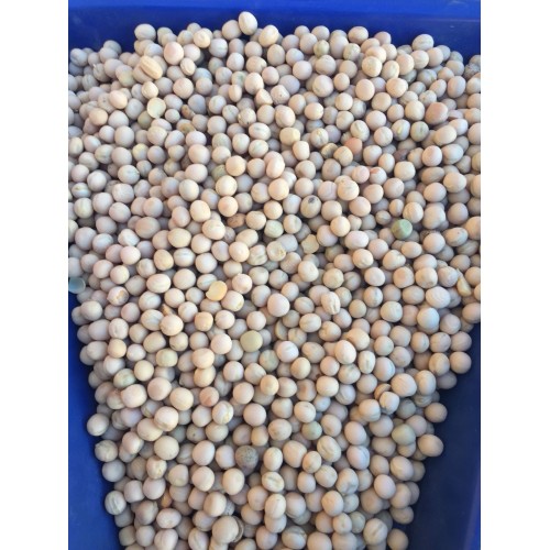 Taşkent yem bezelyesi tohumu 25 Kg ÜCRETSİZ KARGO
